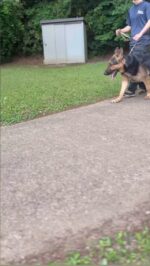 ドッグトレーニングアッシュ｜犬のしつけトレーニング｜佐倉市を