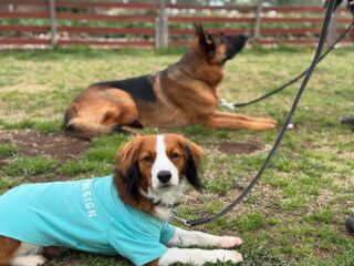 ドッグトレーニングアッシュ｜犬のしつけトレーニング｜佐倉市を
